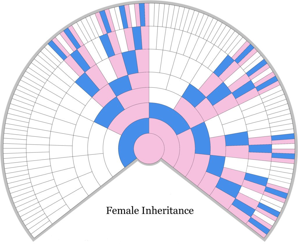 X-DNA Male Inheritance