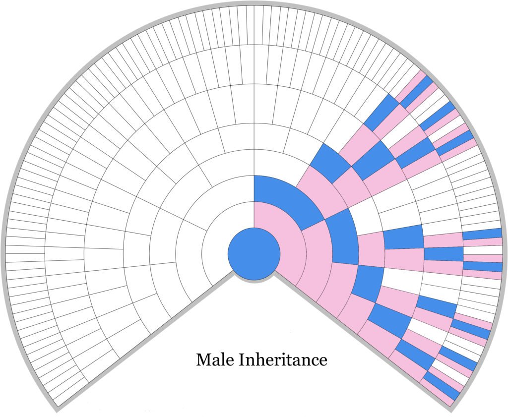 X-DNA Male Inheritance